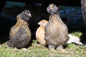 Bearded Chickens