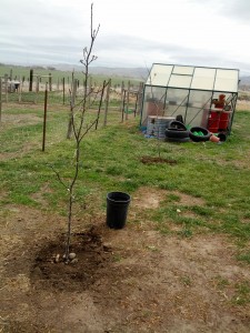 Apple trees planted, check!
