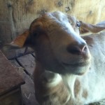 June Carter Goat