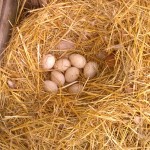 Duck eggs waiting to be hatched